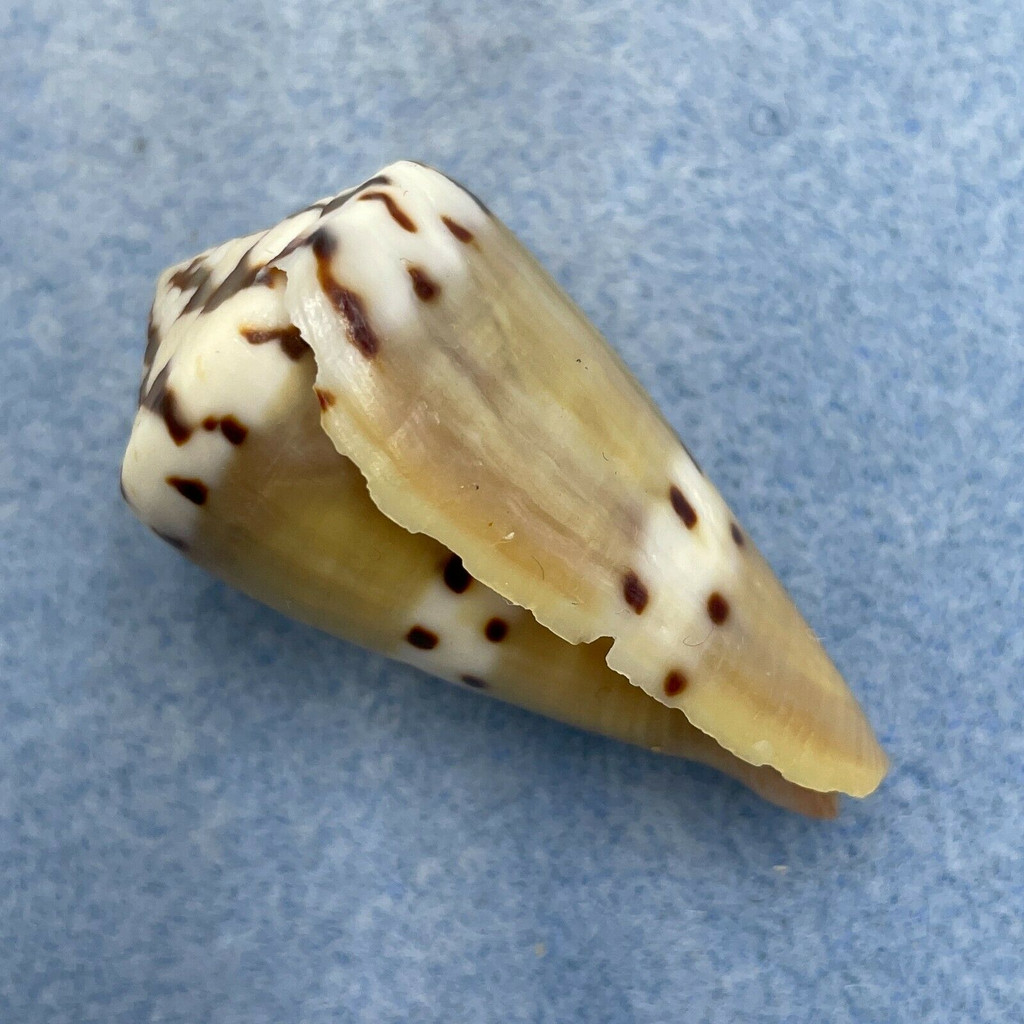 #12 Conus mustelinus 43.8mm F (Rough Lip) Philippines