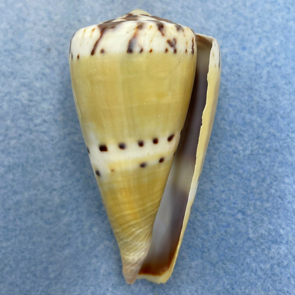 #8 Conus mustelinus 53.9mm F+ (Lip Rough) Philippines