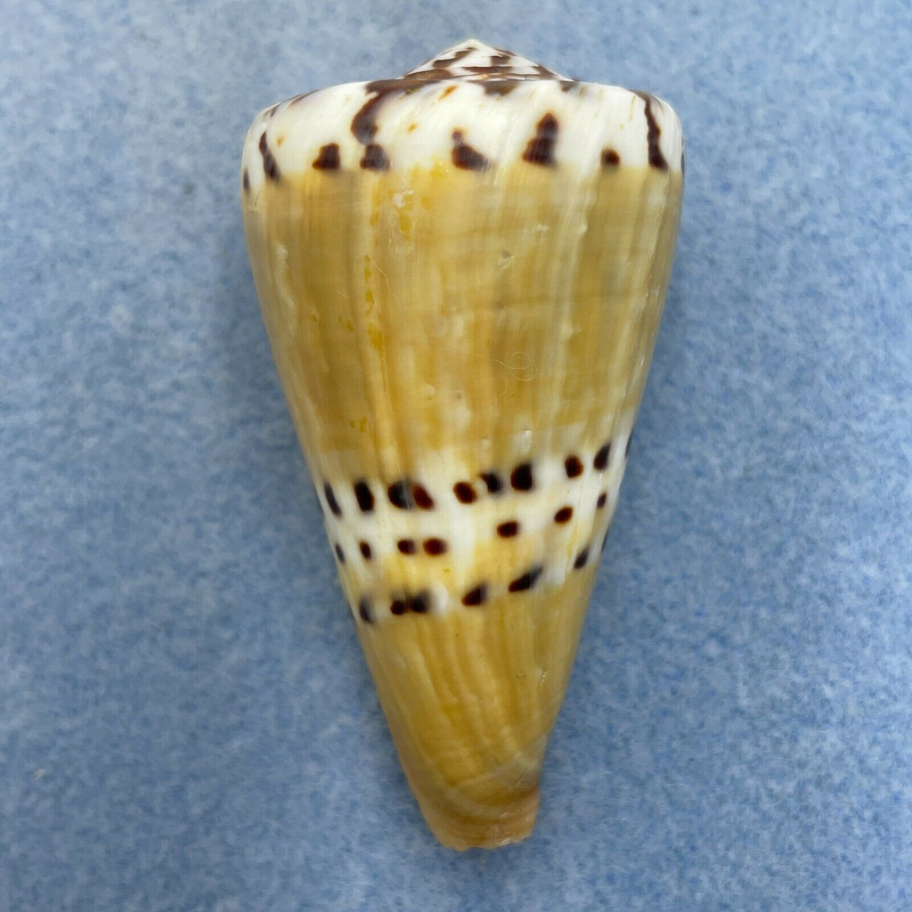 #7 Conus mustelinus 56.8mm F+ (Lip Rough) Philippines