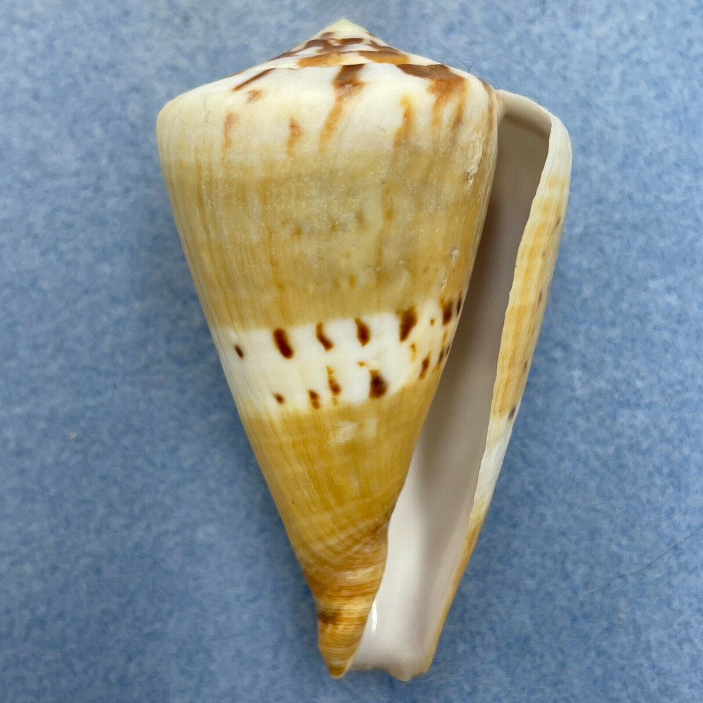 #1 Conus capitaneus 62.8mm F+ Philippines