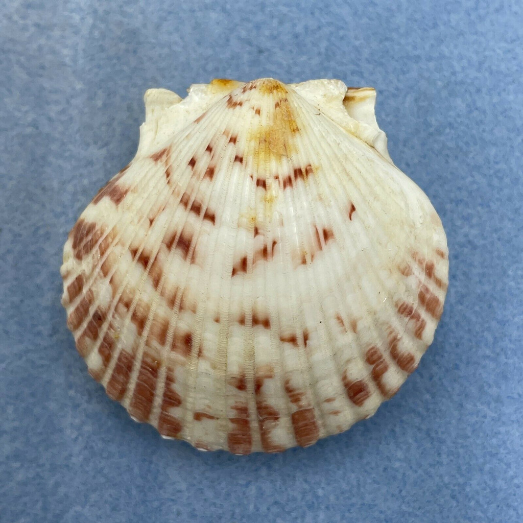 #1 Argopecten gibbus Giant 56.3mm F+ Scallop Boat, Panama City Bch, Florida 80s
