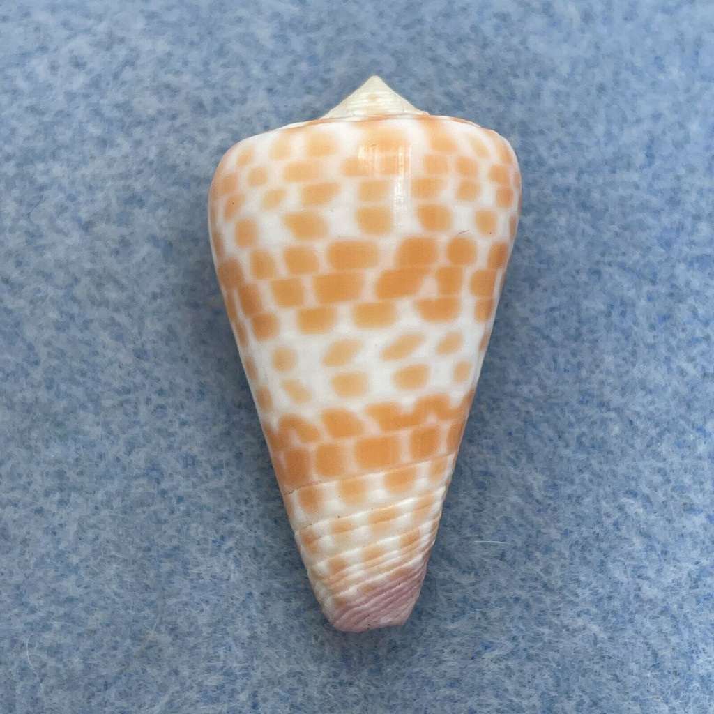 #16 Conus tessulatus 35mm F++ Dived 7-10m Olango Island, Philippines