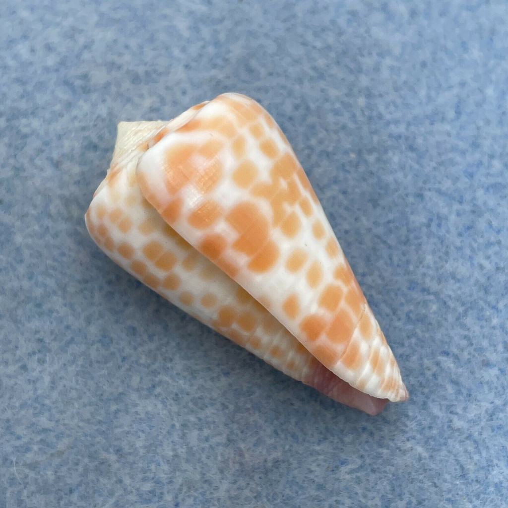 #16 Conus tessulatus 35mm F++ Dived 7-10m Olango Island, Philippines