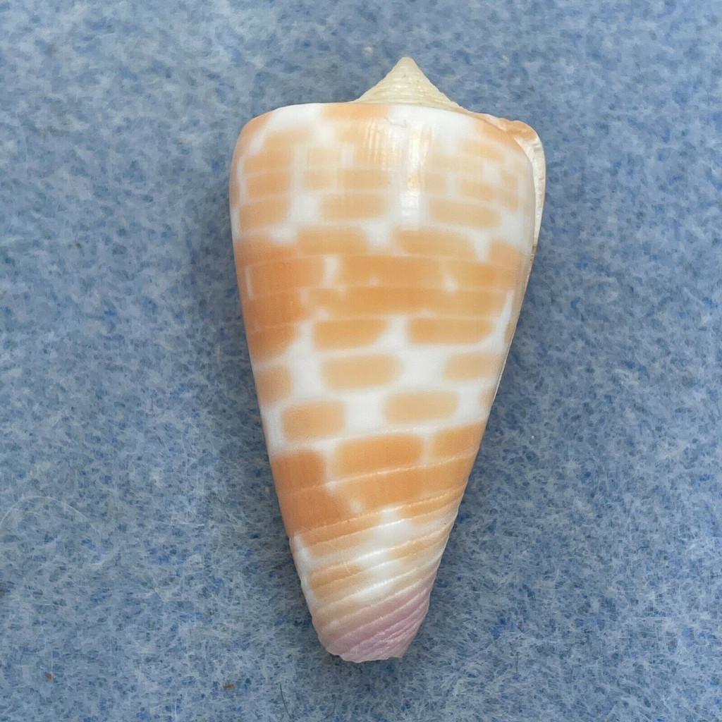 #25 Conus tessulatus 34.5mm F Davao, Philippines, Netted 25m