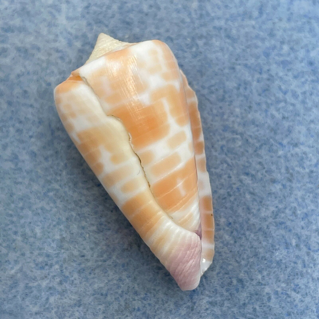 #25 Conus tessulatus 34.5mm F Davao, Philippines, Netted 25m