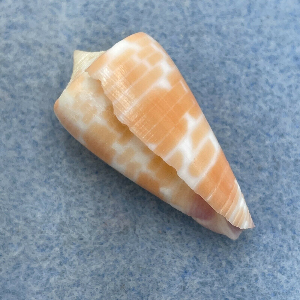 #25 Conus tessulatus 34.5mm F Davao, Philippines, Netted 25m