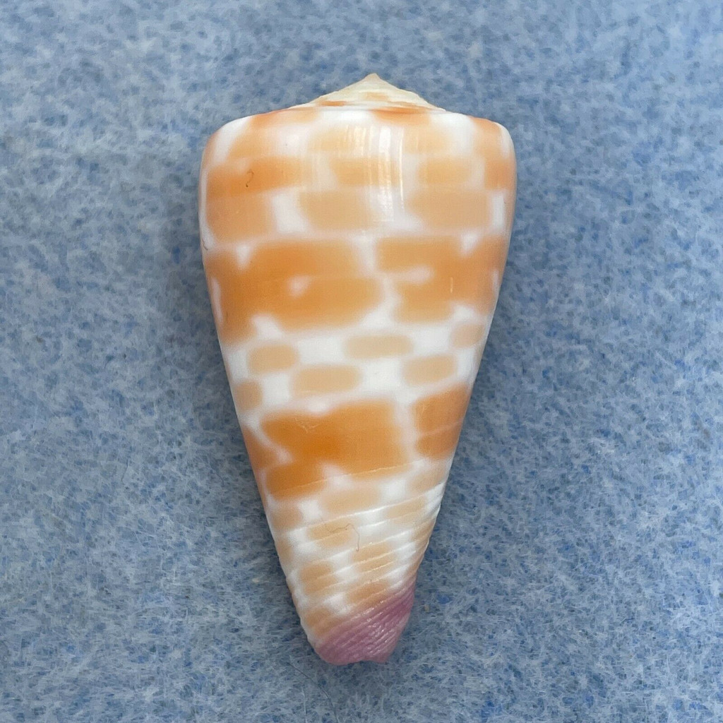 #22 Conus tessulatus 33.5mm F++ Davao, Philippines, Netted 25m