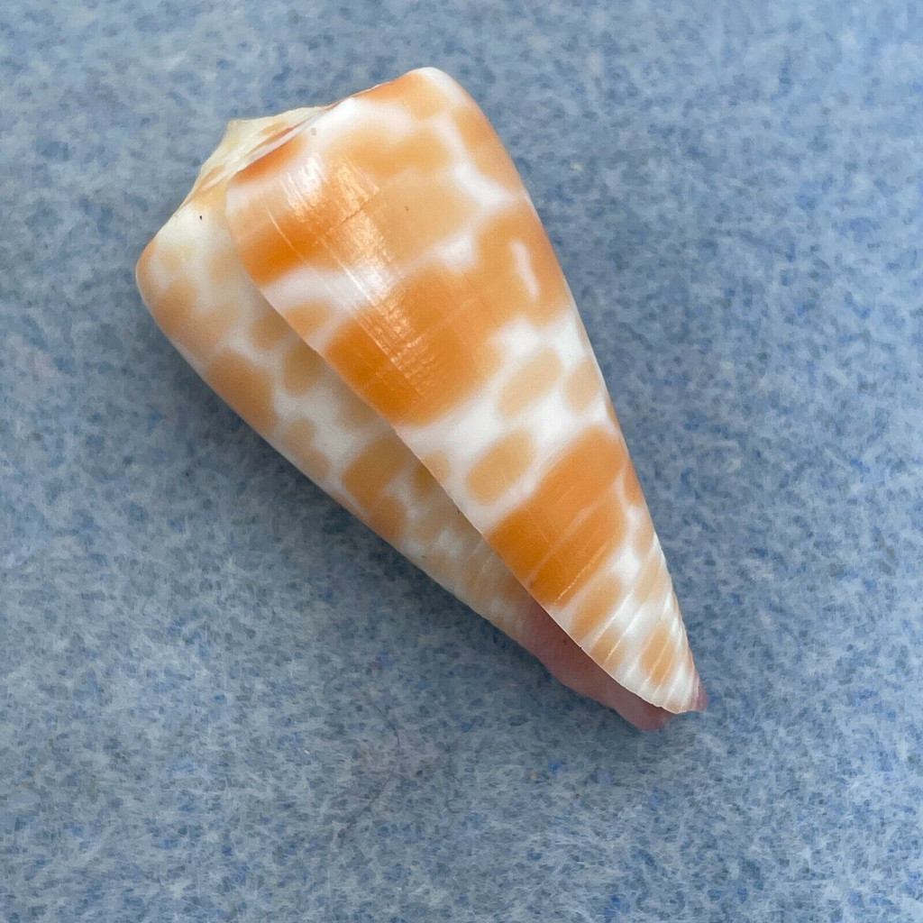 #22 Conus tessulatus 33.5mm F++ Davao, Philippines, Netted 25m