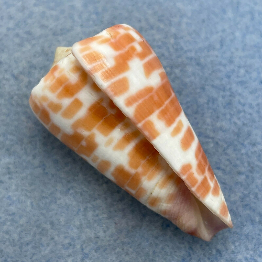 #18 Conus tessulatus 41.8mm F++ Olango Island, Philippines