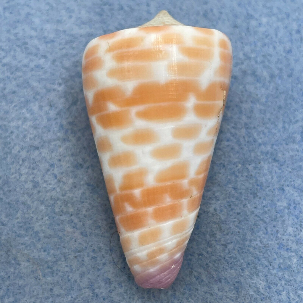 #5 Conus tessulatus 41.1mm F+ Dived 7-10m Olango Island, Philippines