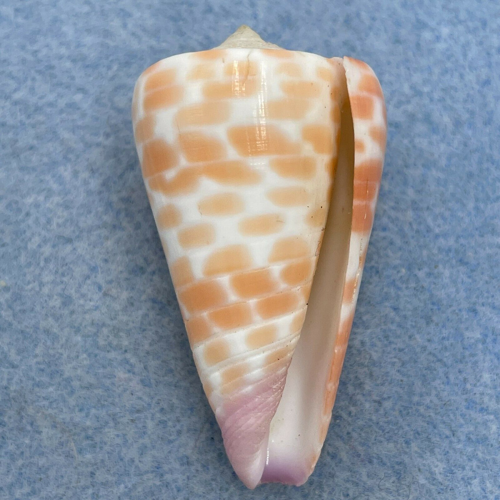 #5 Conus tessulatus 41.1mm F+ Dived 7-10m Olango Island, Philippines