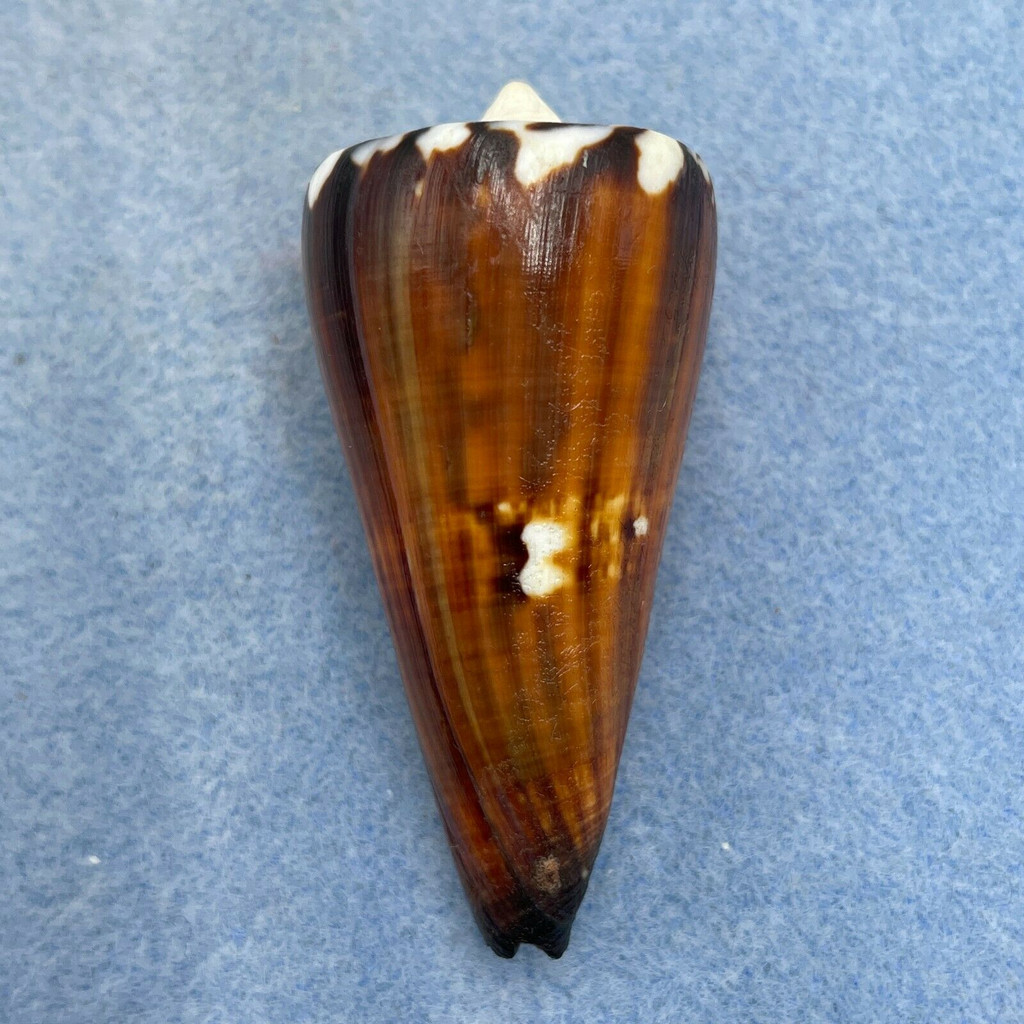 #9 Conus generalis 56.2mm F+ Filed Lip Surigao, Philippines