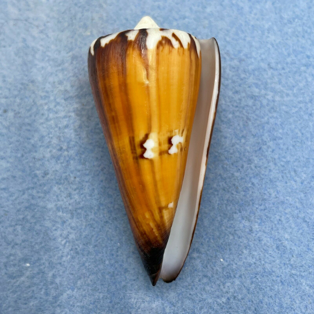 #9 Conus generalis 56.2mm F+ Filed Lip Surigao, Philippines