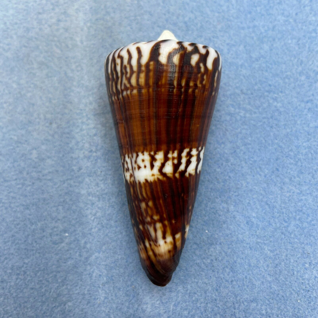 #10 Conus generalis 72.5mm F++ Samar, Philippines, Trawled 25m