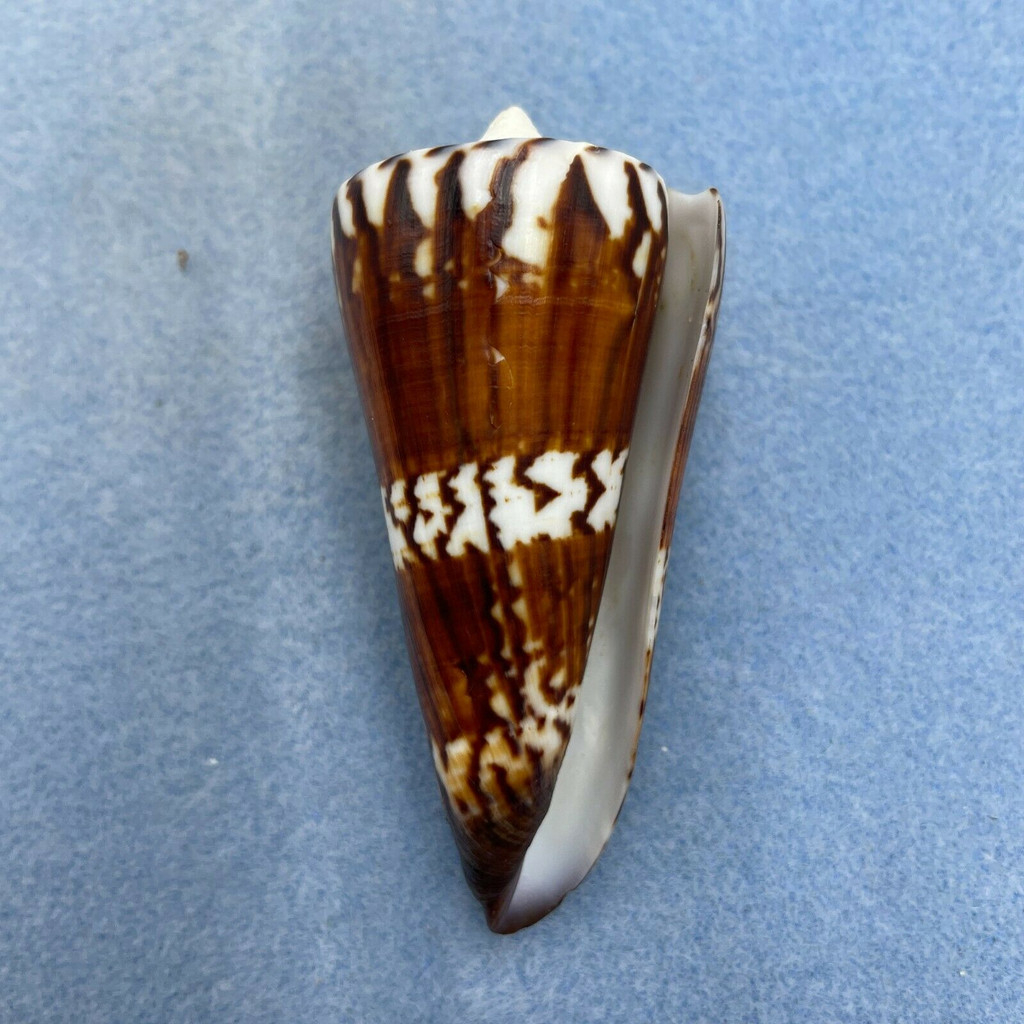 #10 Conus generalis 72.5mm F++ Samar, Philippines, Trawled 25m