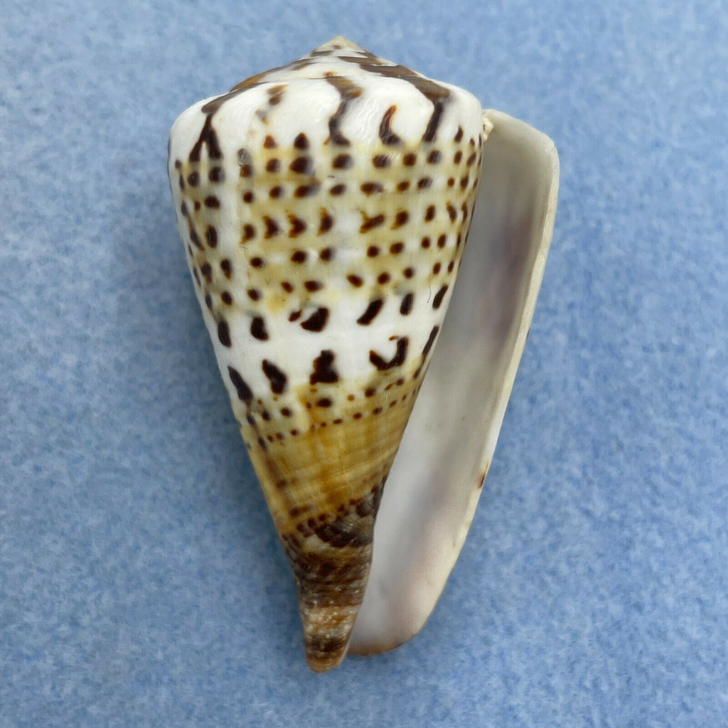 #8 Conus capitaneus 54.3mm F+ Punta Engano, Cebu, Philippines