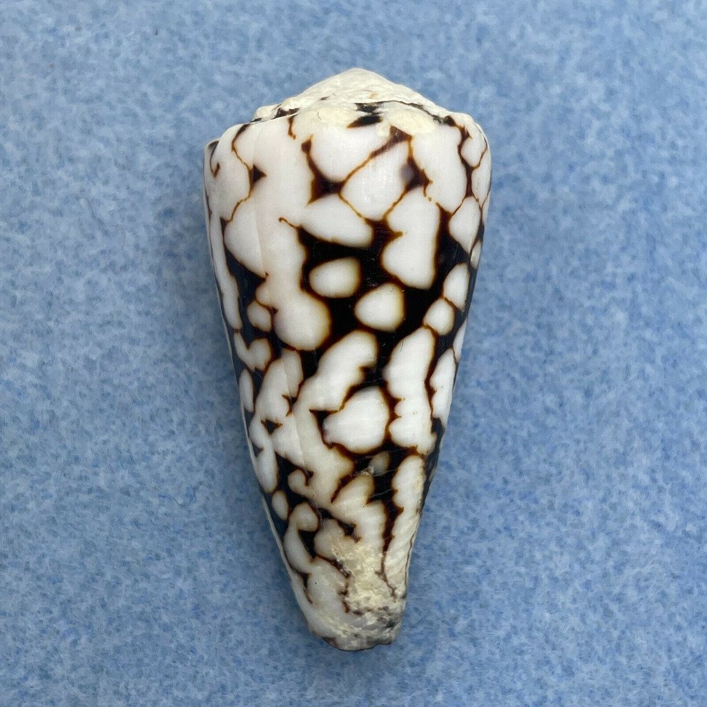 #4 Conus vidua 43.1mm F++ Bohol, Philippines