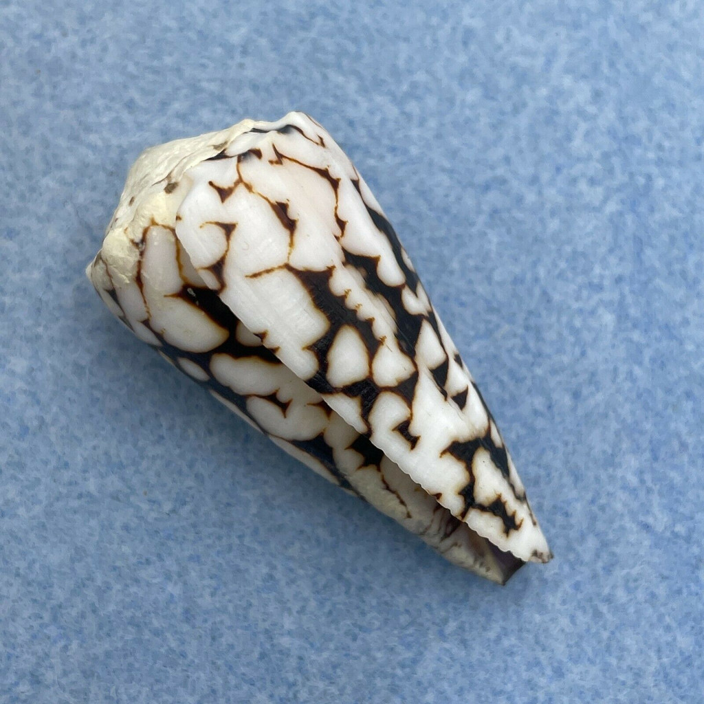 #4 Conus vidua 43.1mm F++ Bohol, Philippines