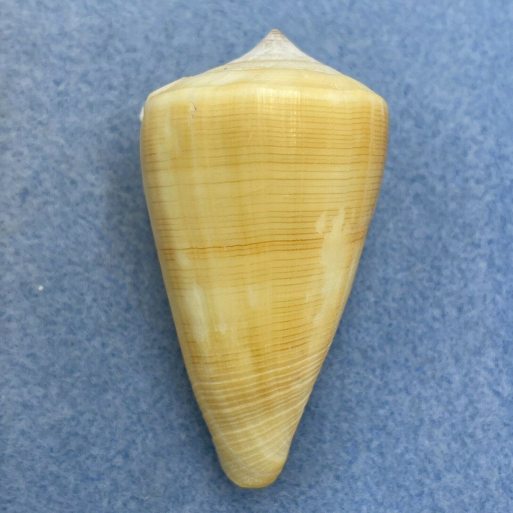 #3 Conus quercinus 55.7mm F+ Bohol, Philippines