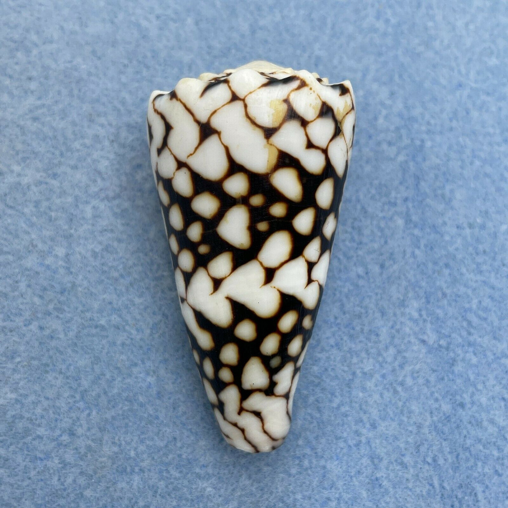 #5 Conus vidua 49.6mm F++ Bohol, Philippines