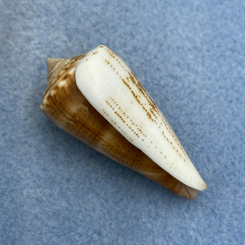 #11 Conus furvus f. albicans 41mm F+ Samar, Philippines, Netted 15m
