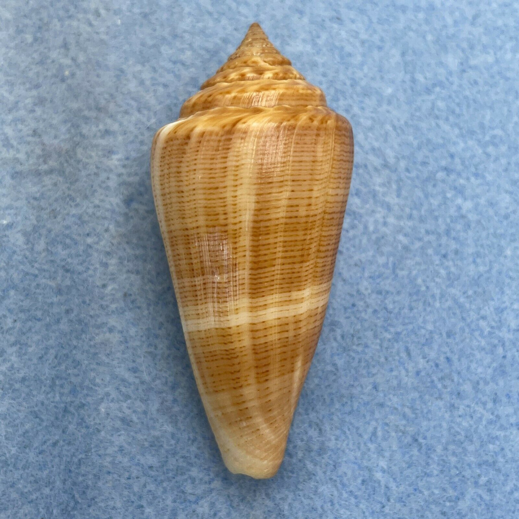 #9 Conus furvus 53.5mm F+ Bantayan Island, Cebu, Philippines