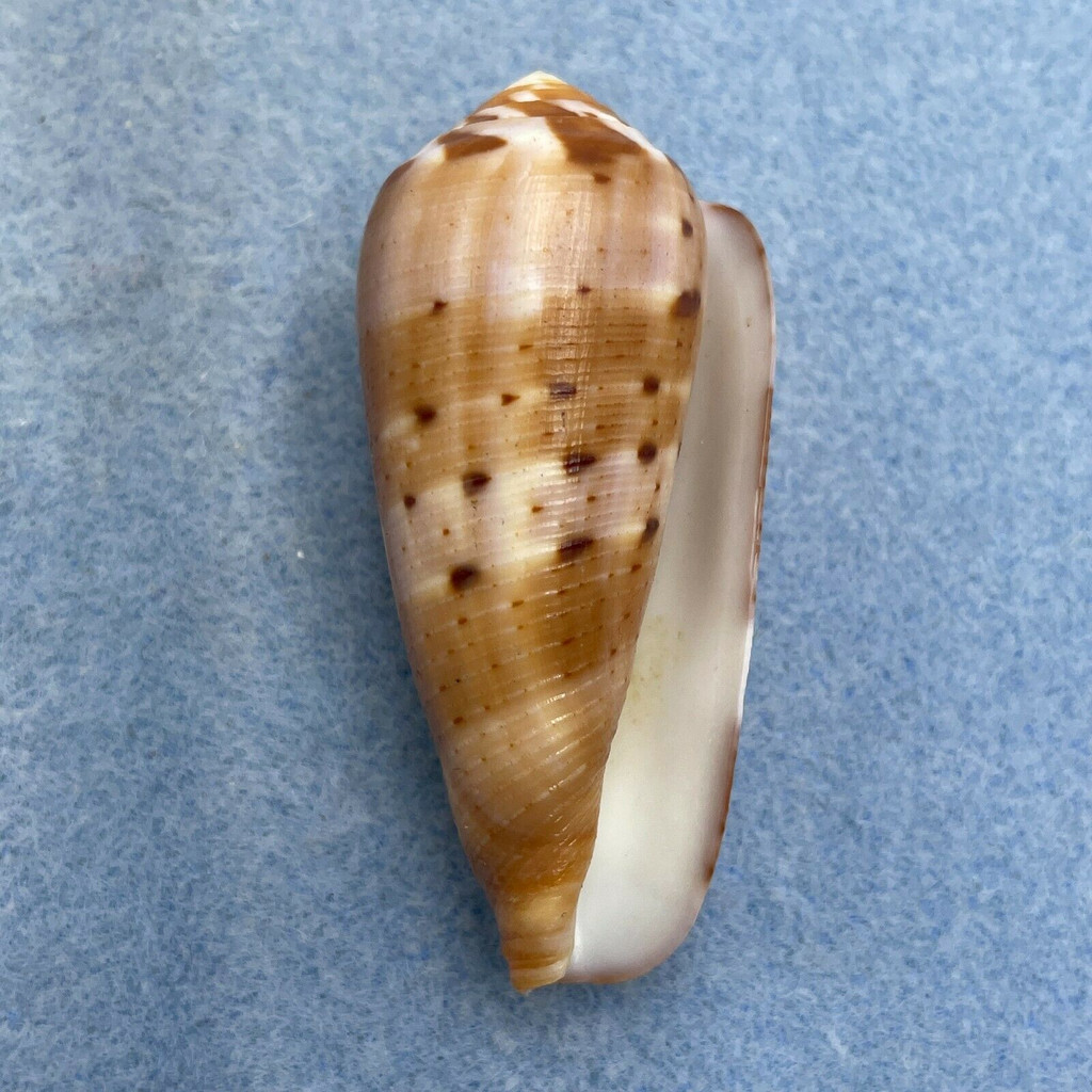 #5 Conus circumcisus 54.6mm F++ Batangas, Philippines