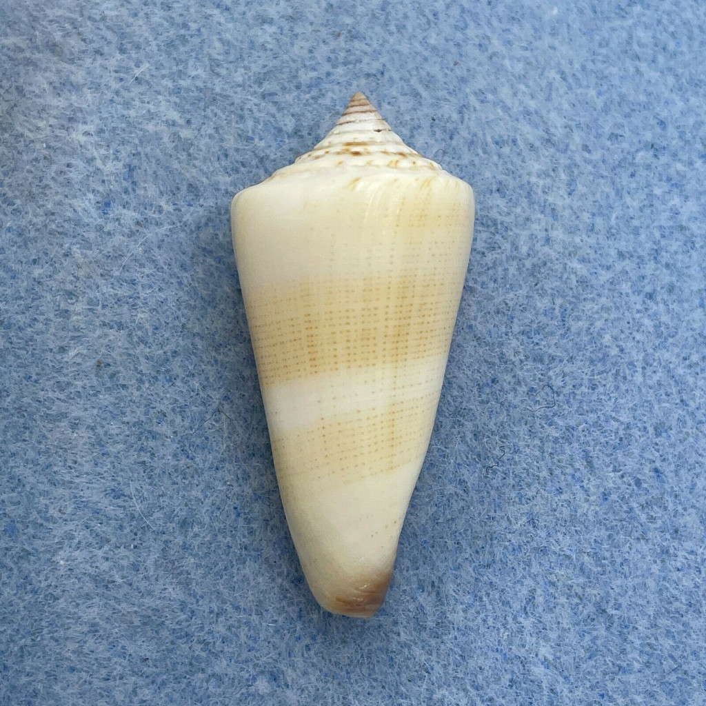 #10 Conus furvus 36.7mm F++ Palawan, Philippines