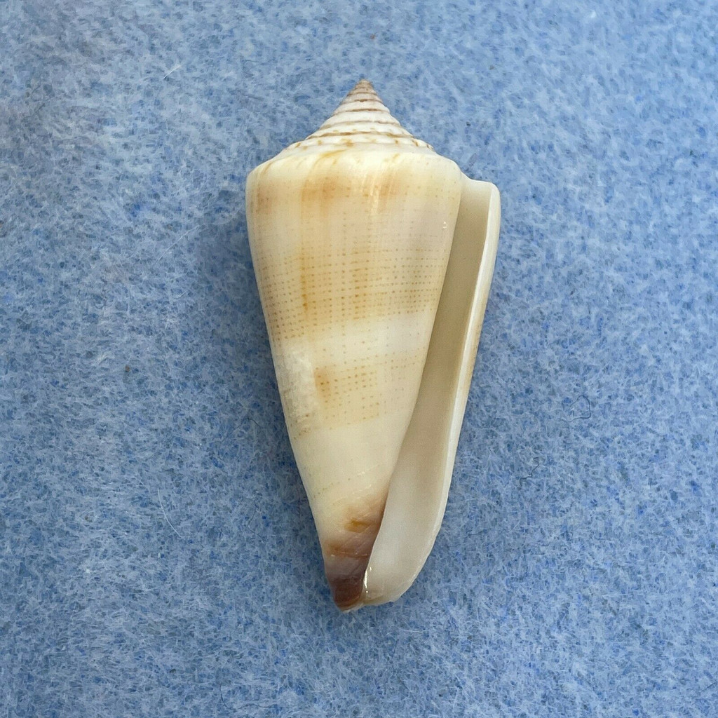 #10 Conus furvus 36.7mm F++ Palawan, Philippines