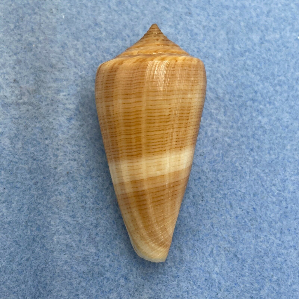 #7 Conus furvus 49.3mm F++ Bantayan Island, Cebu, Philippines