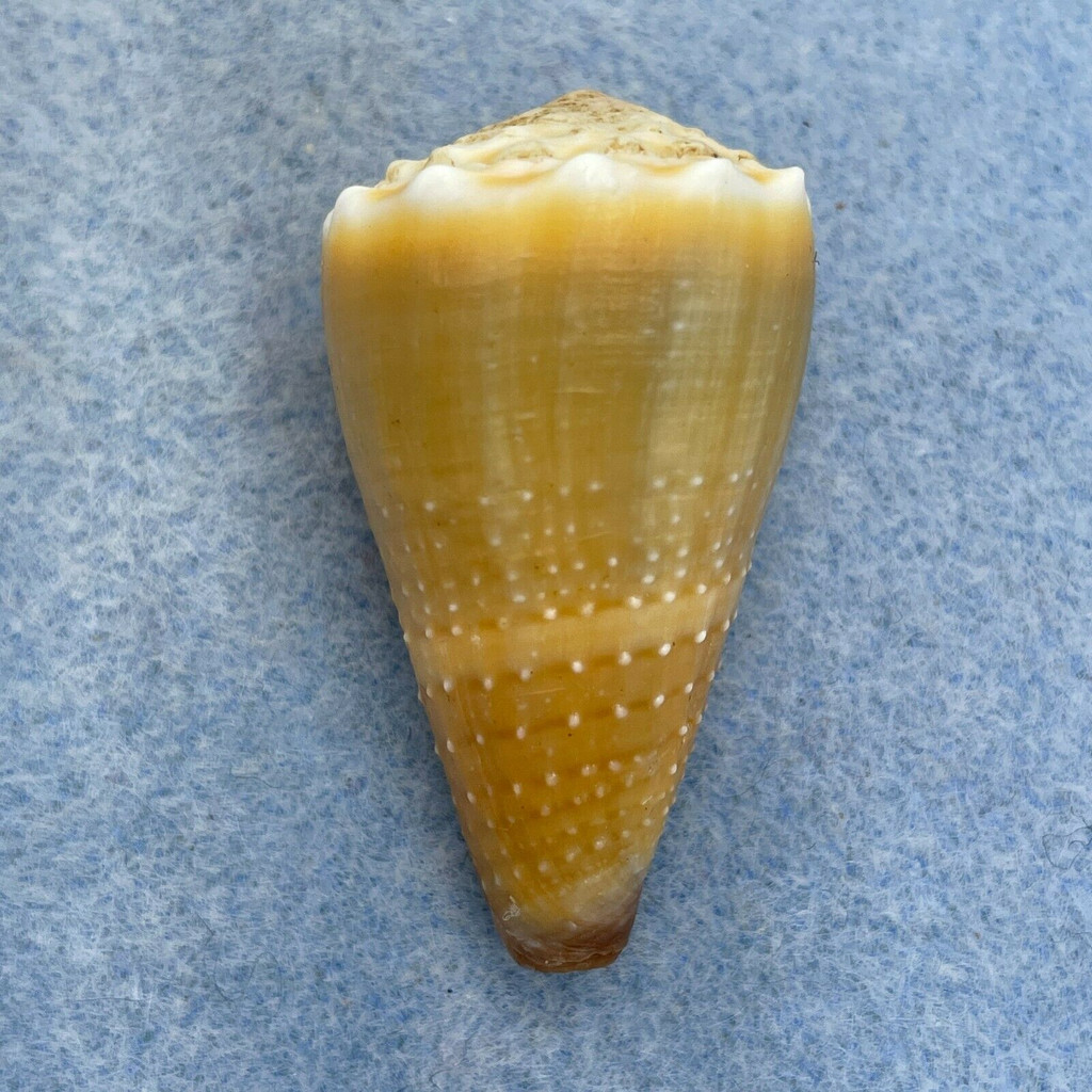 #2 Conus sanguinolentus 39.2mm F++ Samar, Philippines