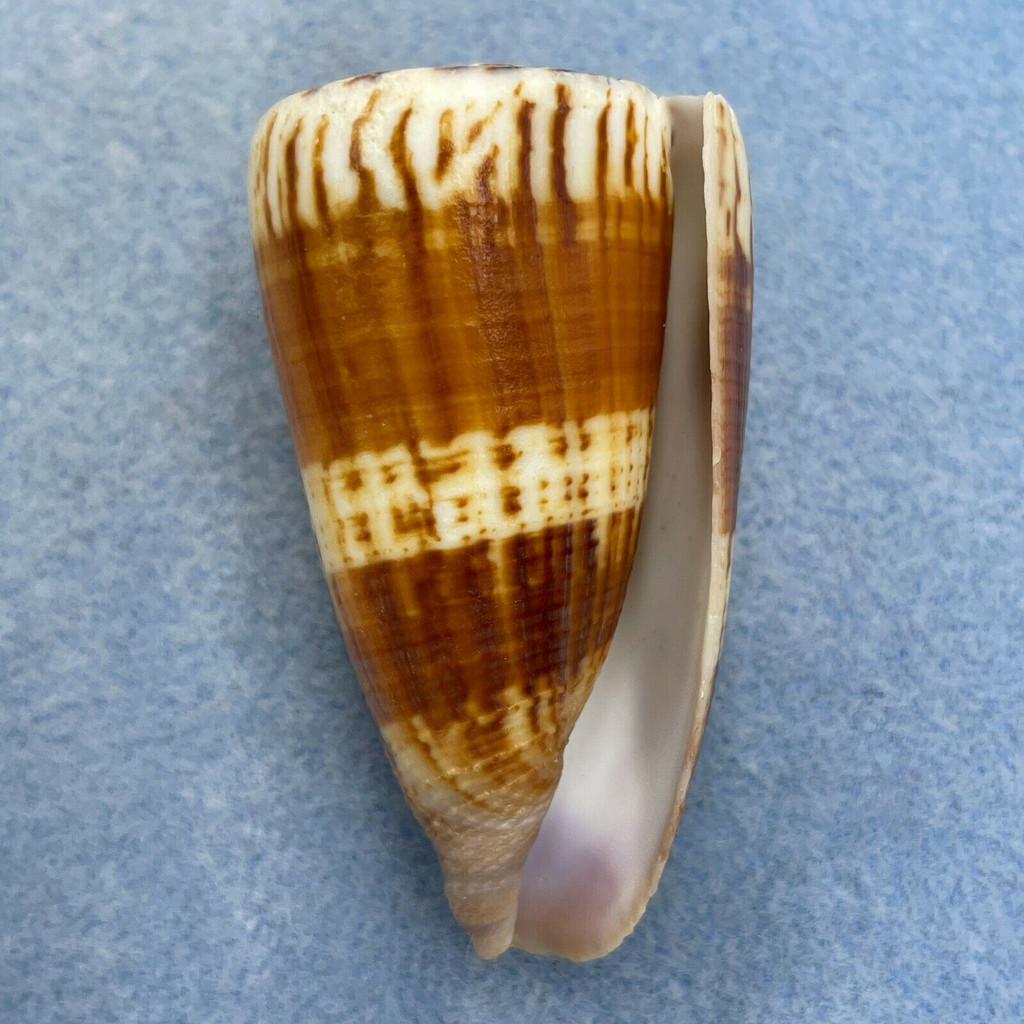 #4 Conus vitulinus 57.3mm F++ Samar Island, Philippines