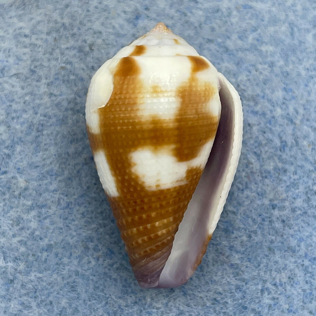 #3 Conus scabriusculus 26.4mm F+ Solomon Islands
