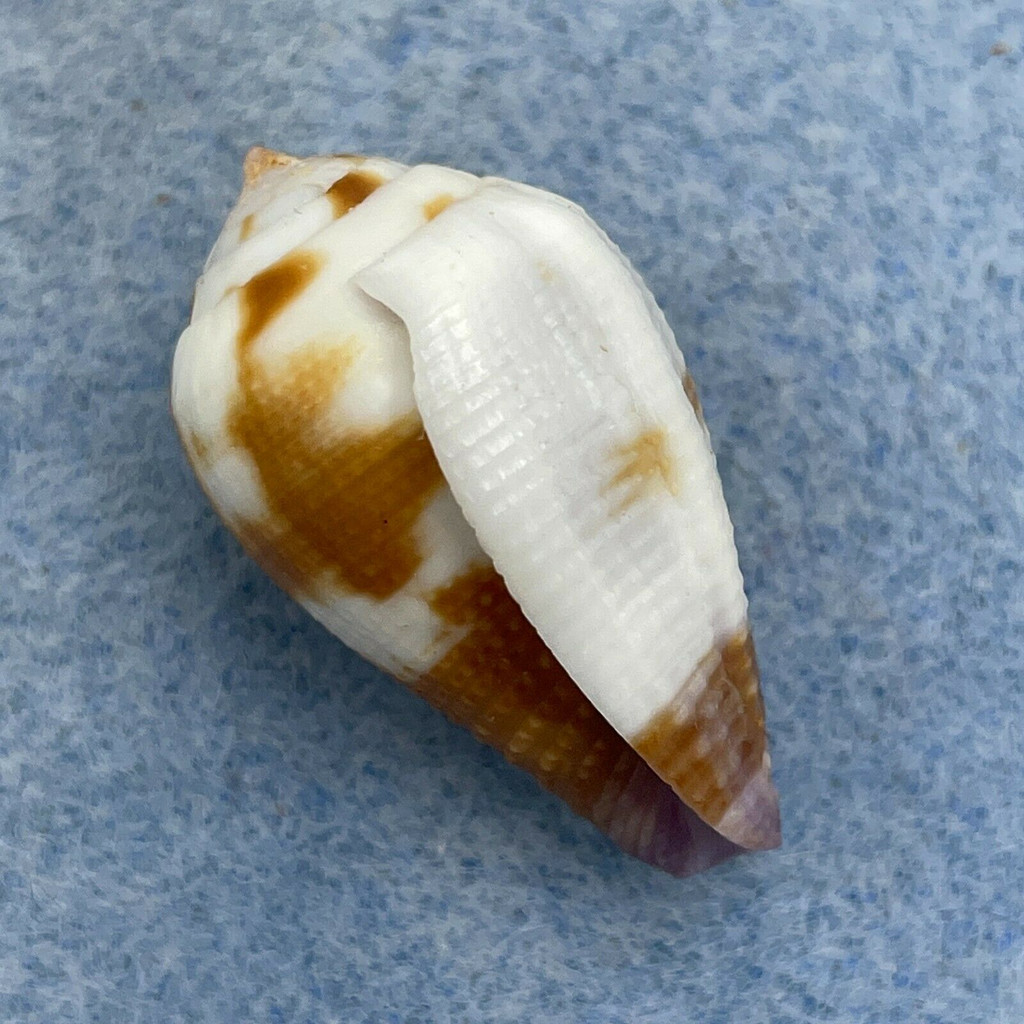 #3 Conus scabriusculus 26.4mm F+ Solomon Islands