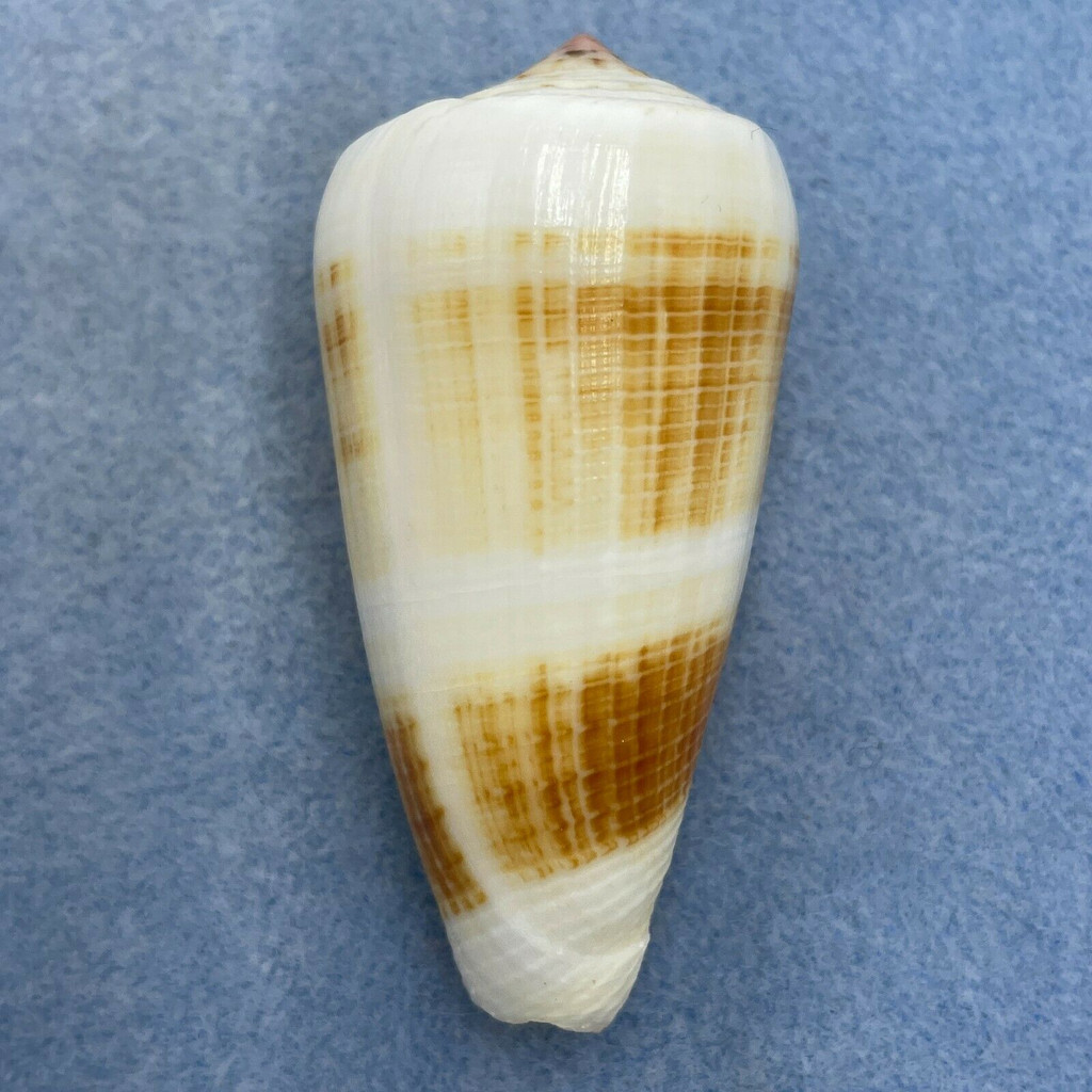 #3 Conus consors 66mm F+ Trawled 10m, Palawan, Philippines