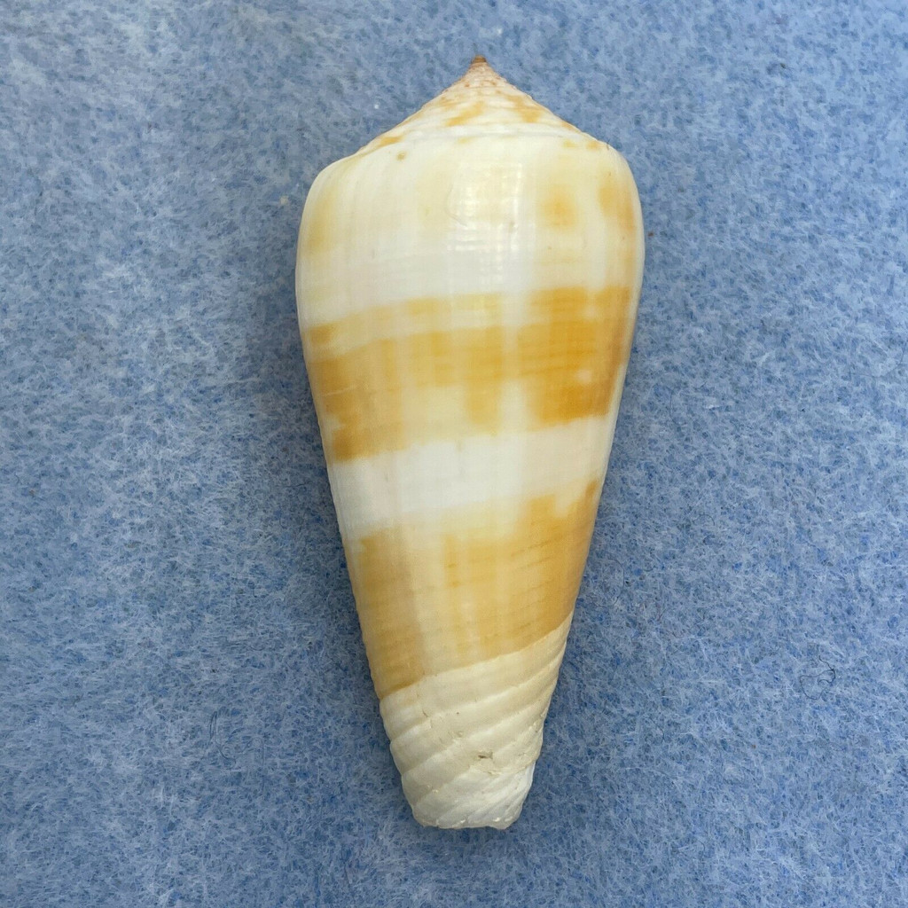 #4 Conus consors 49mm F++ No Data