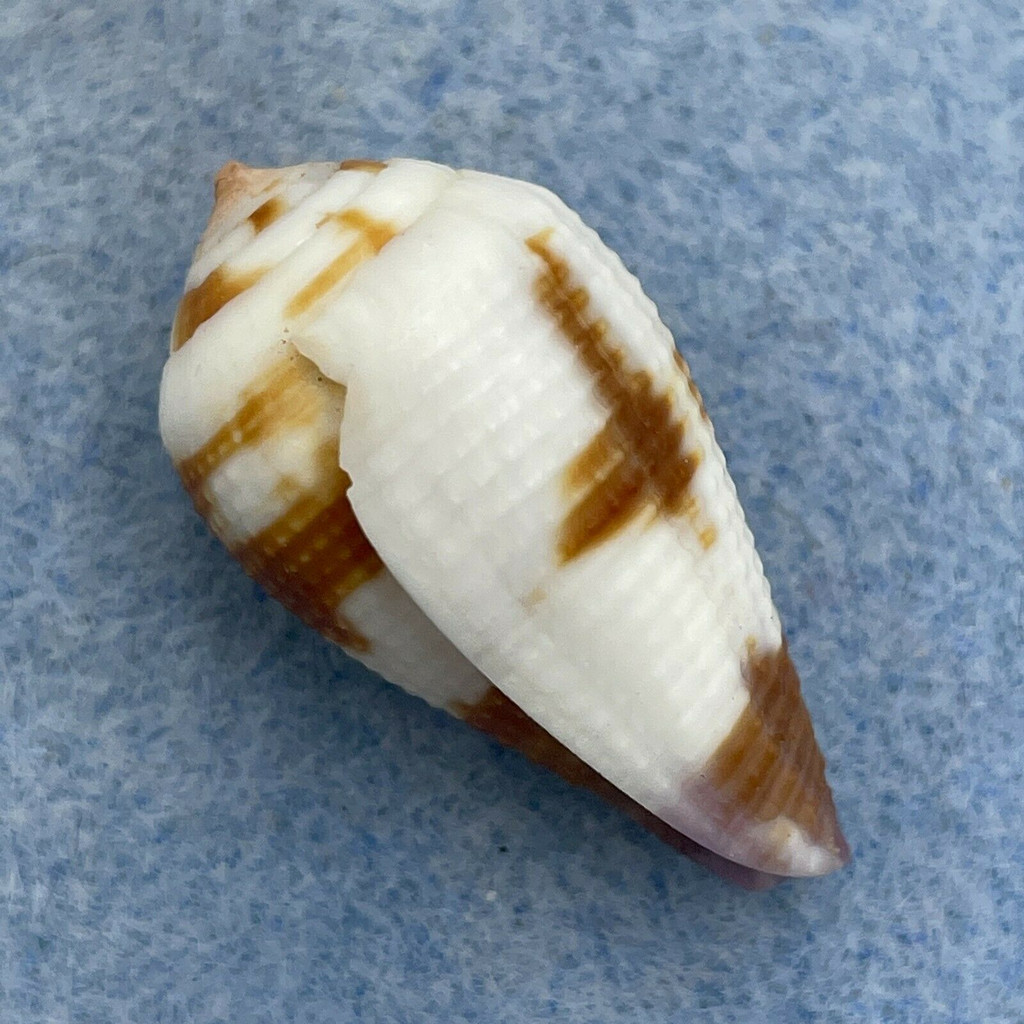 #2 Conus scabriusculus 28.3mm F+ Solomon Islands