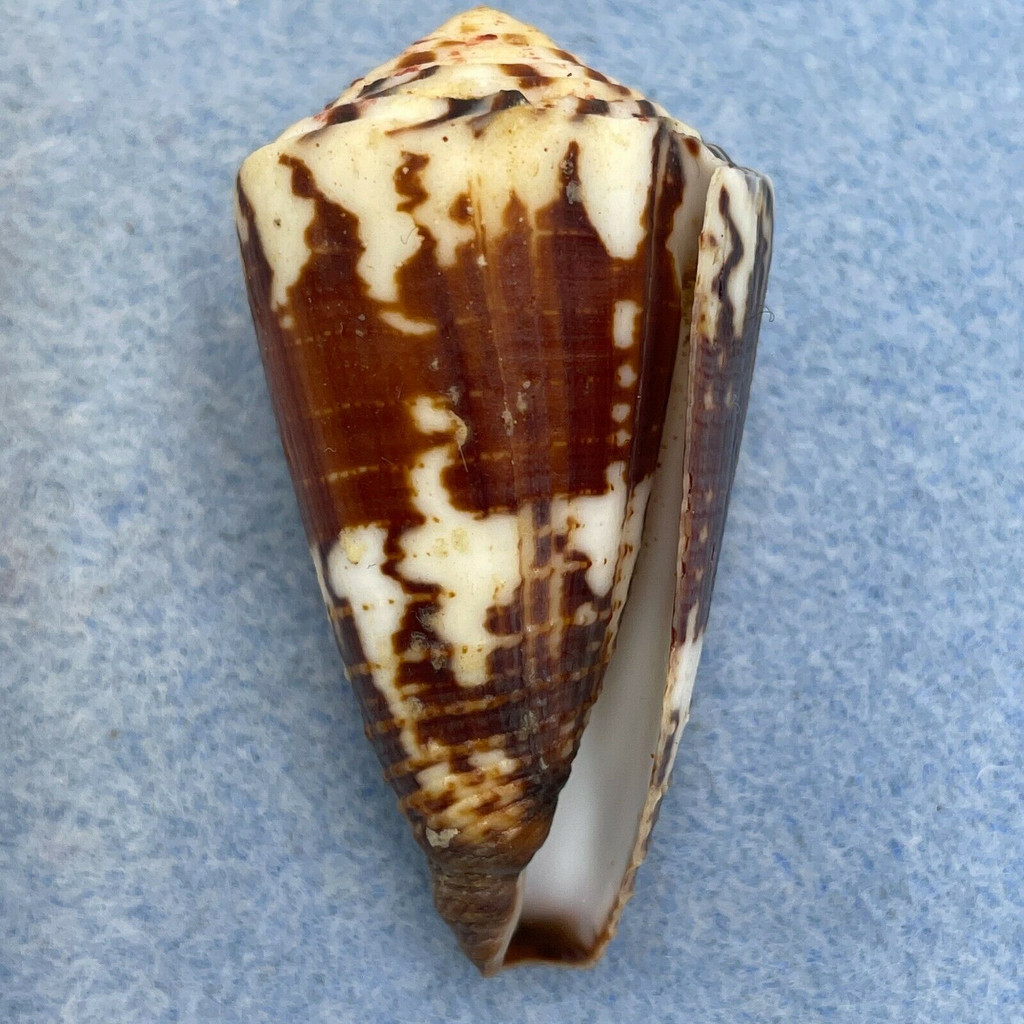 #2 Conus vitulinus 48mm F++ Scott Reef, Australia, 1' In Tide Pool, Low Tide