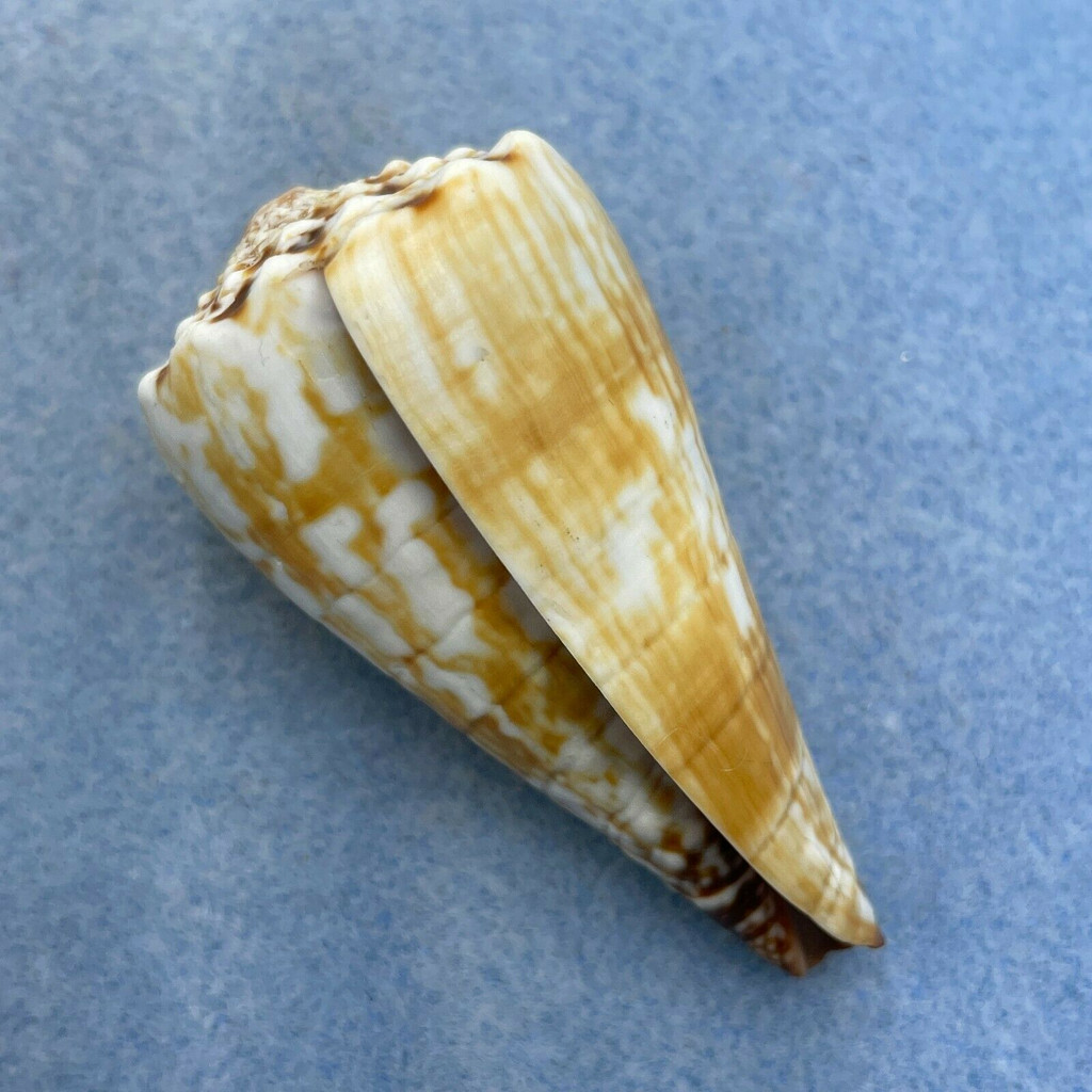 #1 Conus distans 57mm F+ Bohol, Philippines