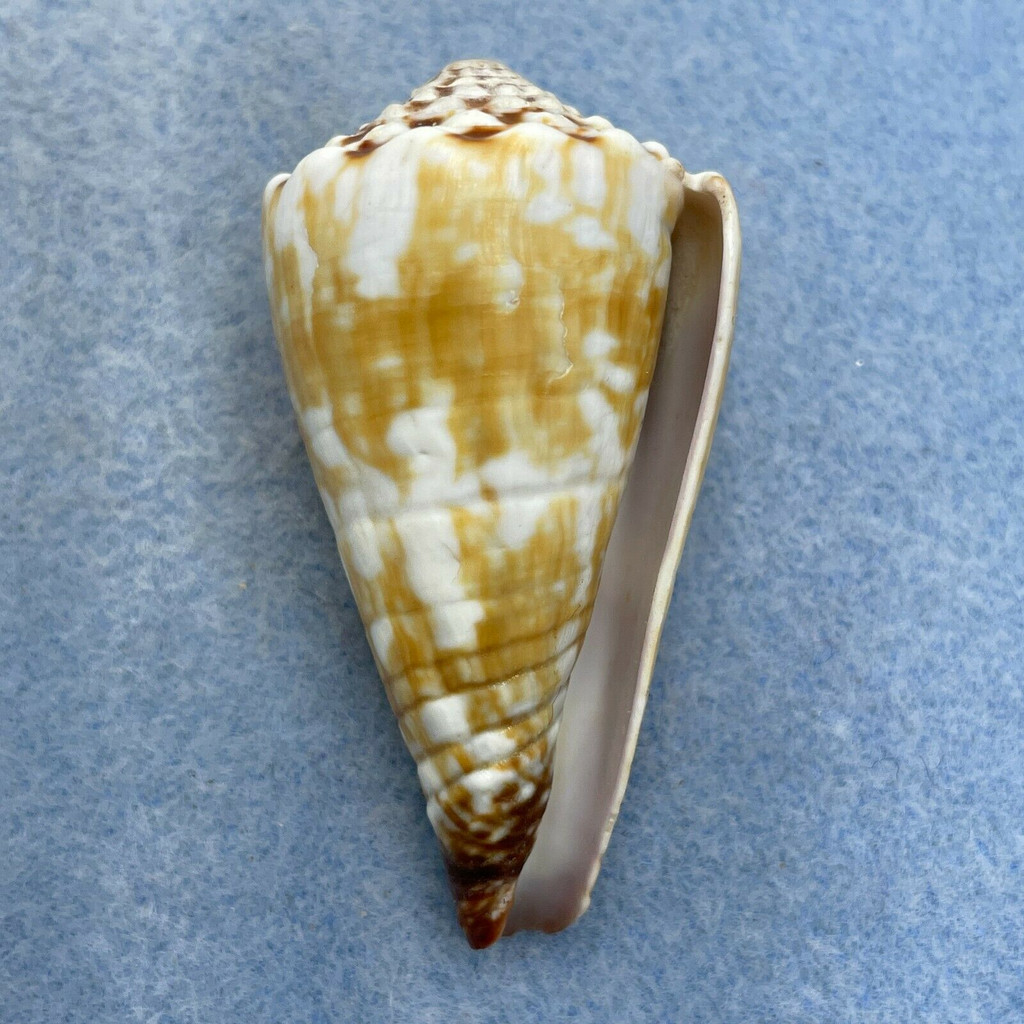 #3 Conus distans 53mm F+ Bohol, Philippines