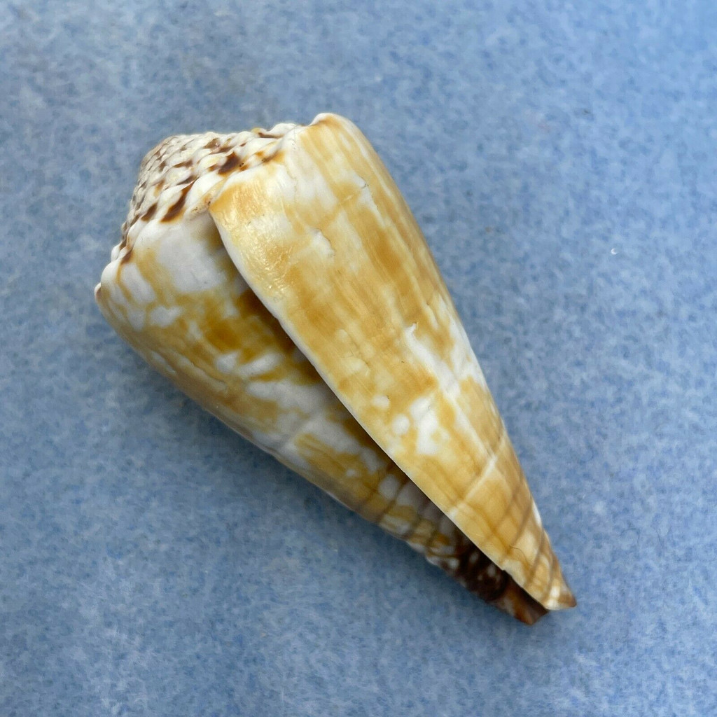 #3 Conus distans 53mm F+ Bohol, Philippines