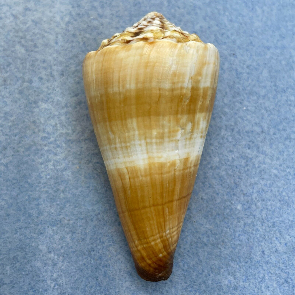 #2 Conus distans 58.7mm F+ Bohol, Philippines