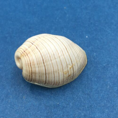 #22 Hydatina physis 23.7mm Australia Aplustridae