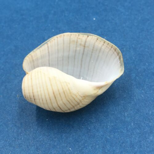 #22 Hydatina physis 23.7mm Australia Aplustridae