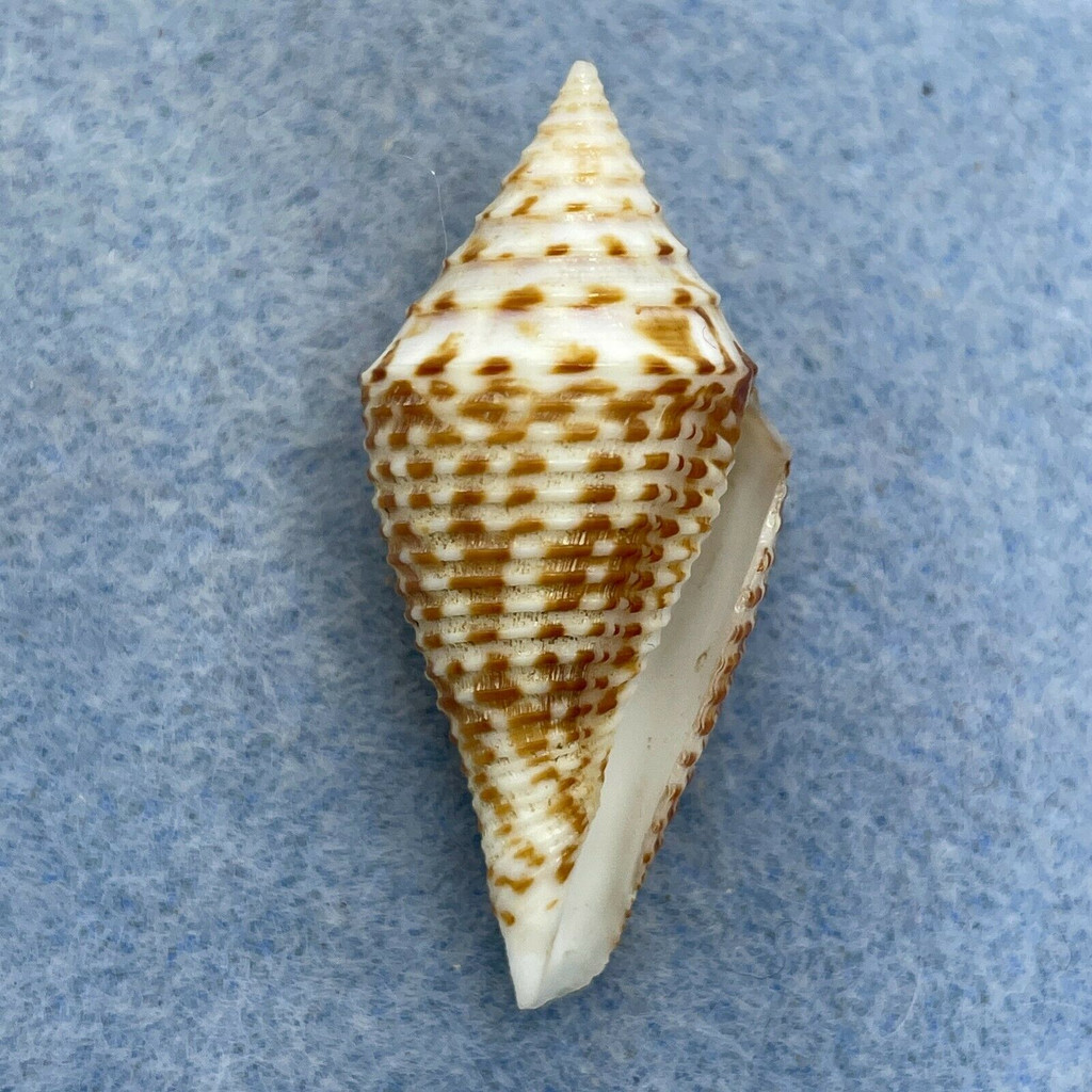 #6 Conus praecellens 37.7mm F+ Punta Engano, Cebu, Philippines