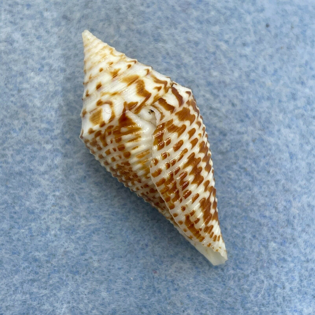 #6 Conus praecellens 37.7mm F+ Punta Engano, Cebu, Philippines