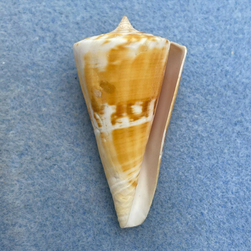 #2 Conus voluminalis macarae 48.5mm F+ Bohol, Philippines