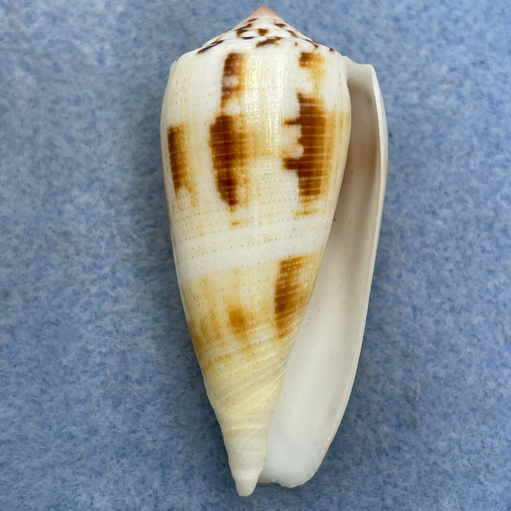 #5 Conus magus 50.8mm F++ Masbate Bay, Philippines