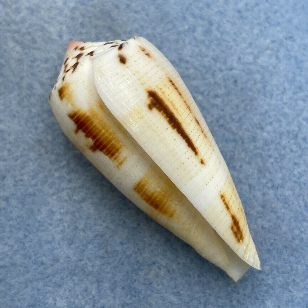 #5 Conus magus 50.8mm F++ Masbate Bay, Philippines