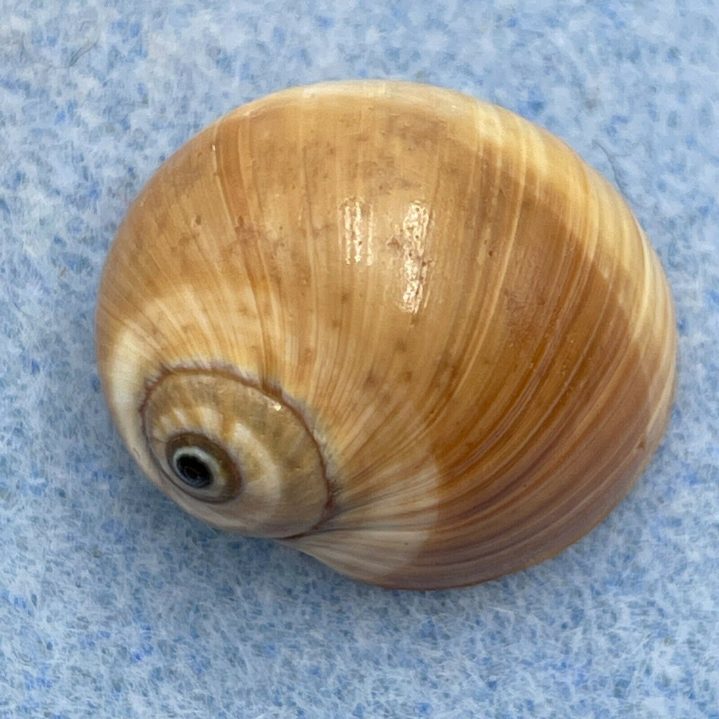 #11 Natica fasciata 20.5mm F++ Olango Is., Philippines, Dived In Shallow Water